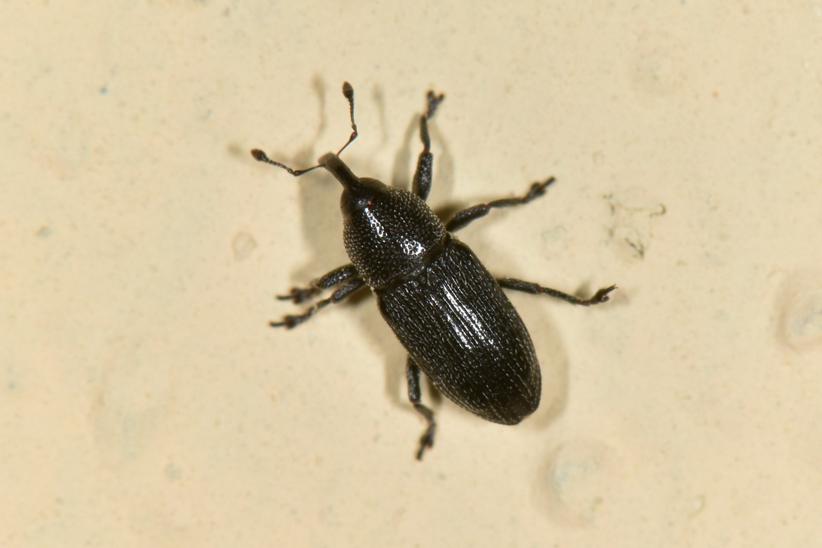 Curculionidae: Limnobaris sp.?  S, Limnobaris dolorosa